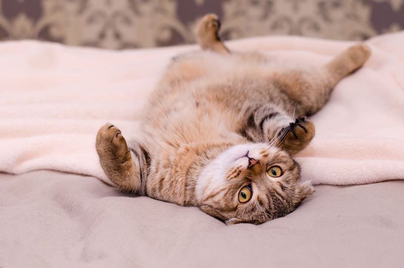 Showing You Their Belly