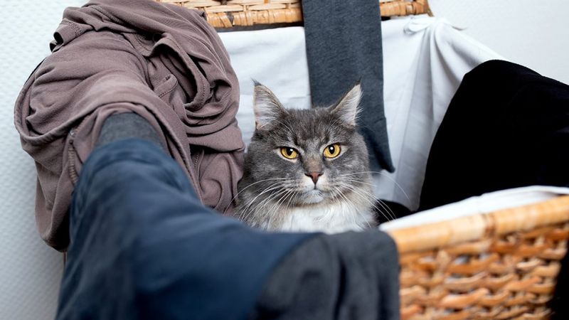 Sleeps On Your Clothes