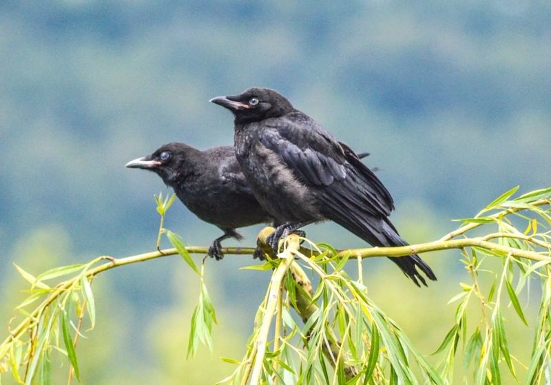 Brainy Birds: Corvids Have Extended Childhood Development