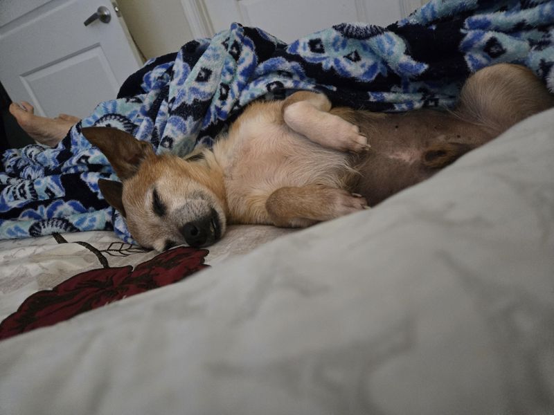 Neck Warmers: Chihuahuas