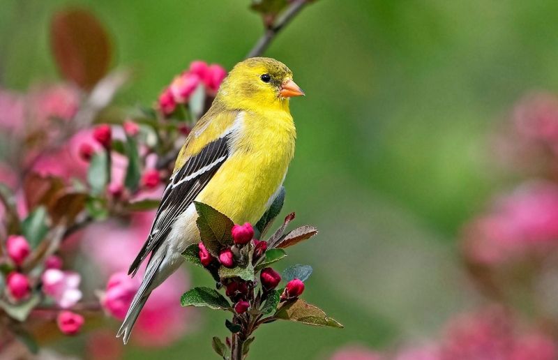 Curious Finches