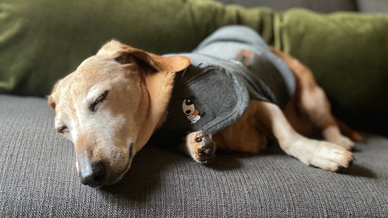 Calming Coats