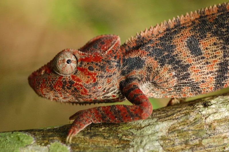 Oustalet's Chameleon
