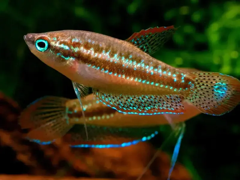 Sparkling Gourami
