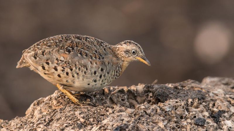 Button Quail: The Micro Poultry