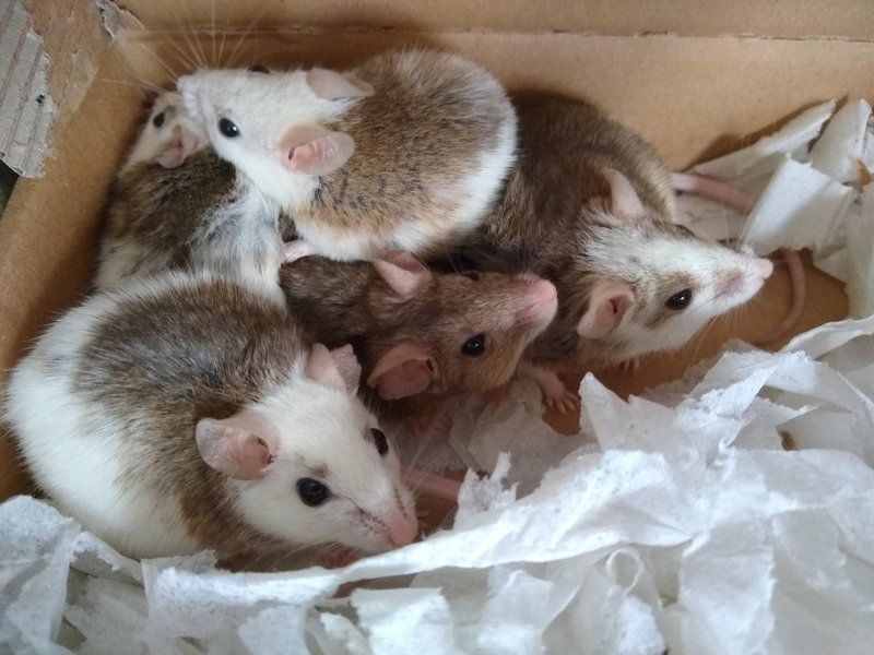 Multimammate Mice: The Super Moms