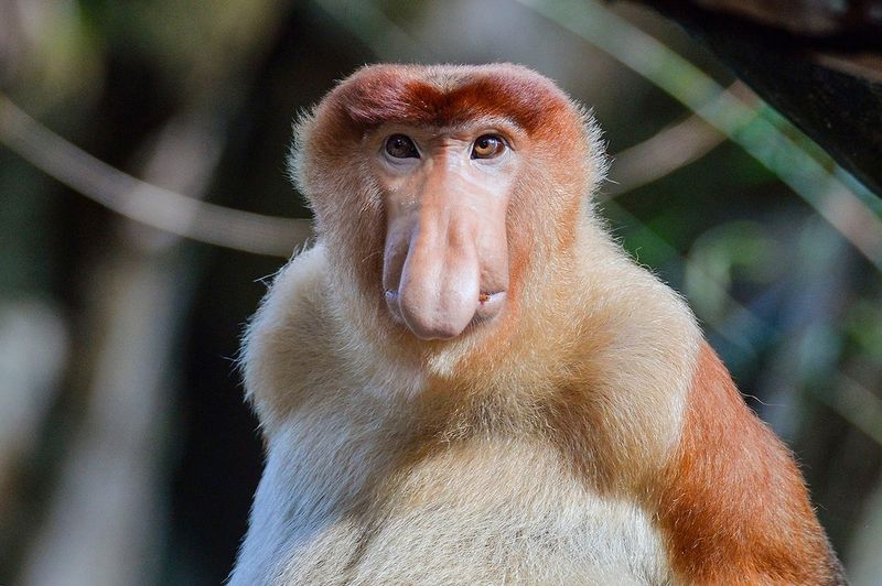 Proboscis Monkey: King Of Noses