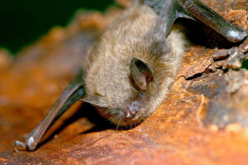 Little Brown Bat (Small But Mighty)