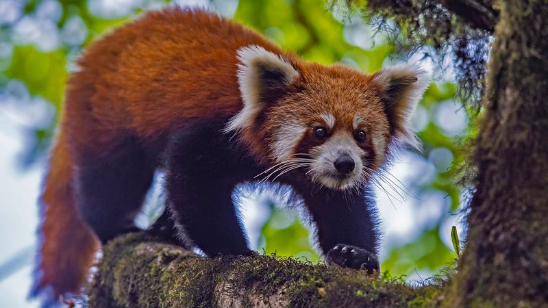 Red Panda