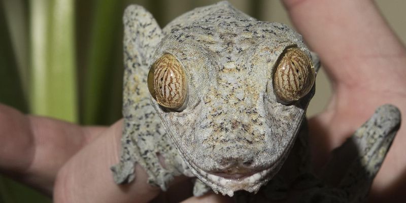 Leaf-Tailed Gecko