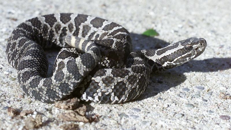 Massasauga Rattlesnake