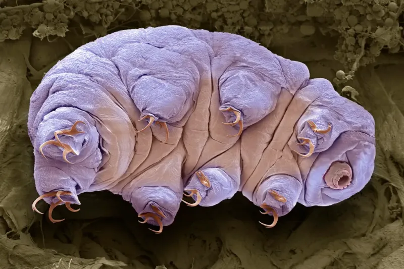 Tardigrades: Microscopic Survivors Since Dinosaur Days