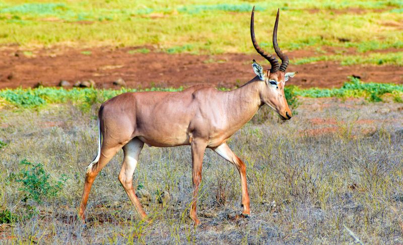 Hirola Antelope