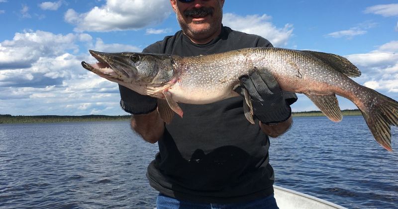 Lake Erie's Decimated Blue Pike