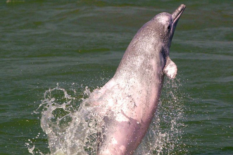 Baiji River Dolphin