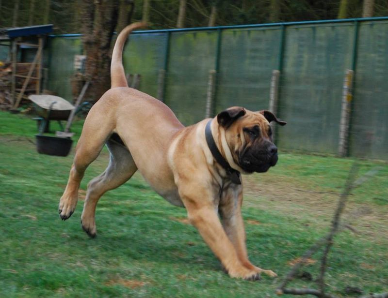 Boerboel
