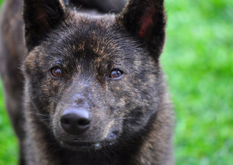 Kai Ken – Japan's Tiger Dog Fades Away