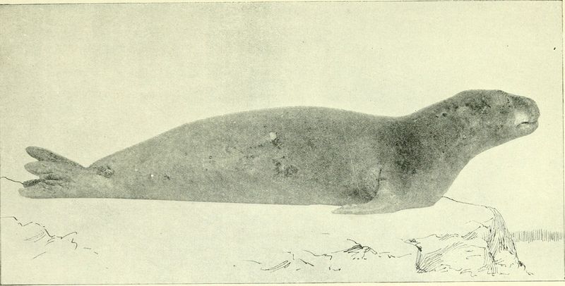 Caribbean Monk Seal