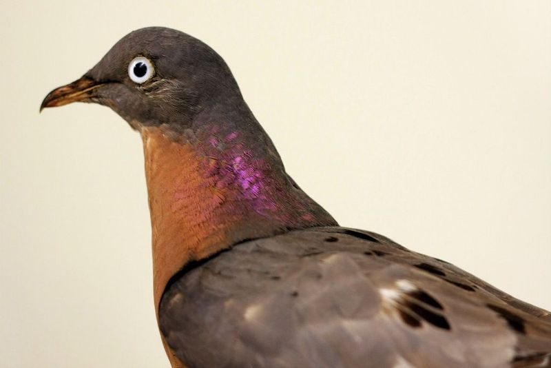 Passenger Pigeon: From Billions To None