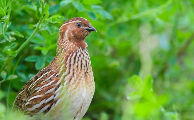Quail (Coturnix)