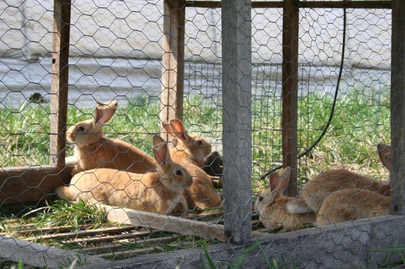 Rabbits: Quiet Meat And Fiber Producers