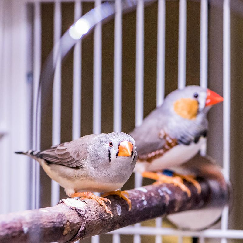 Finch
