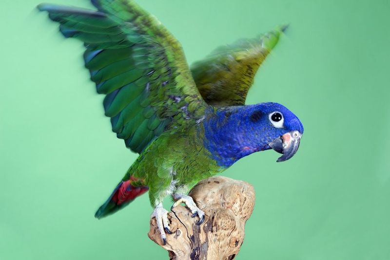 Pionus Parrot