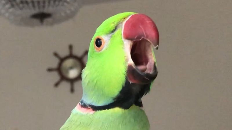 Ringneck Parakeets