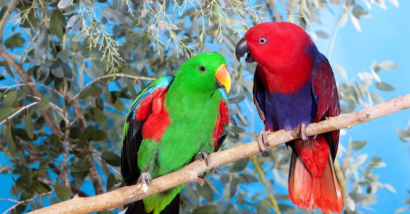 Eclectus Parrots