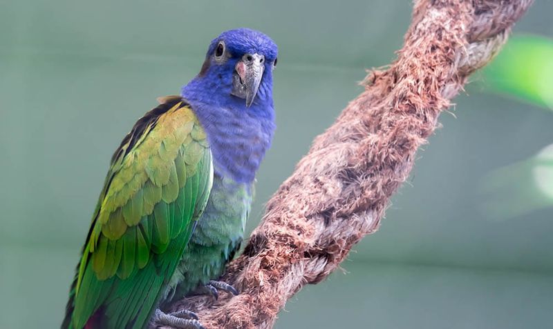 Pionus Parrots
