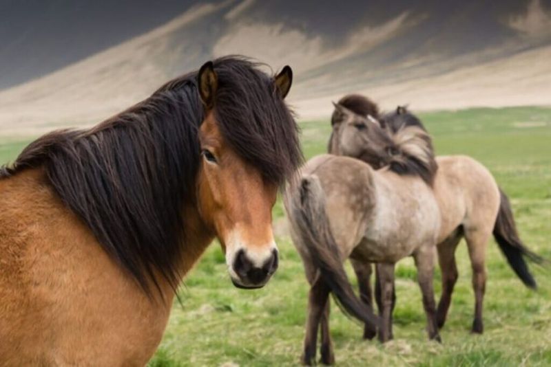 Icelandic Horse: Fluffy Philosopher