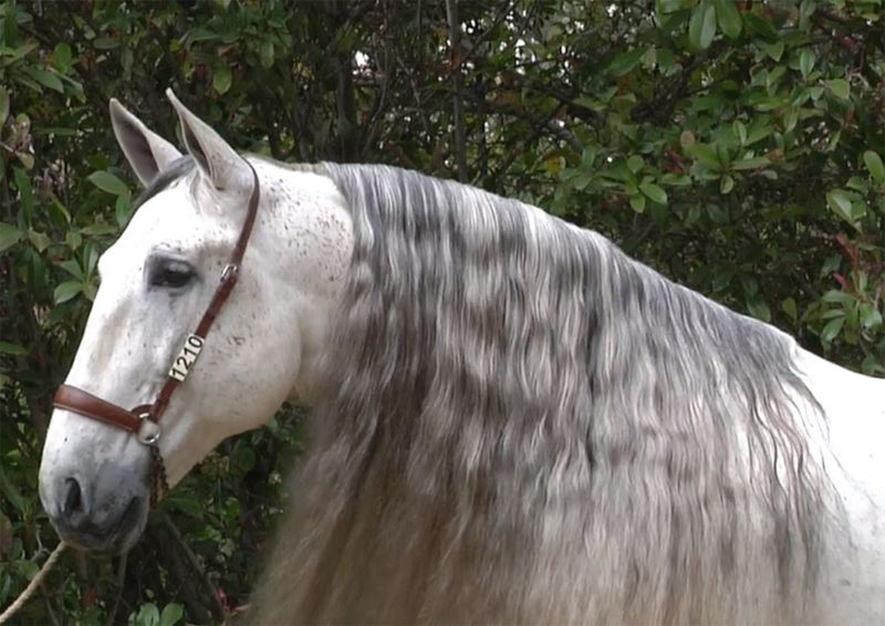 Andalusian: Spanish Elegance Meets California Sunshine