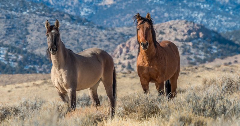 Mustangs: Wild Heritage At Wallet-Friendly Prices