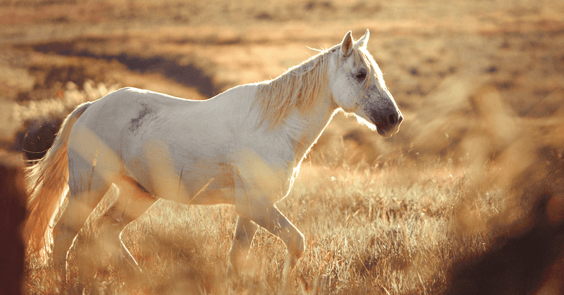 Welara: The Elegant Crossbreed