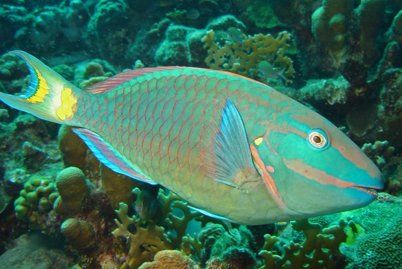 Stoplight Parrotfish