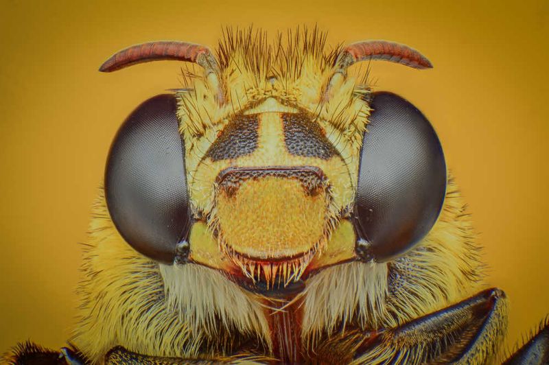 Bees Have Five Eyes
