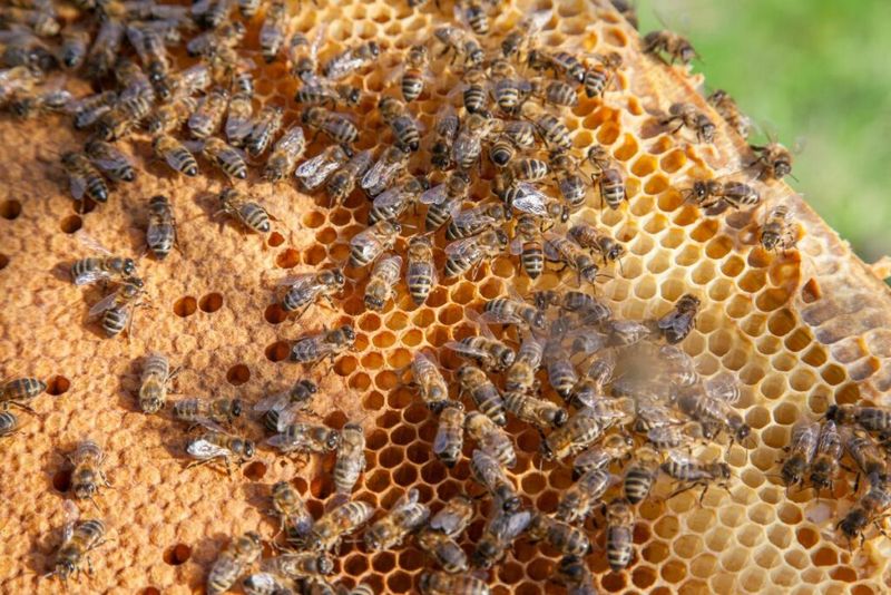 Nurse Bees: The Baby Caretakers
