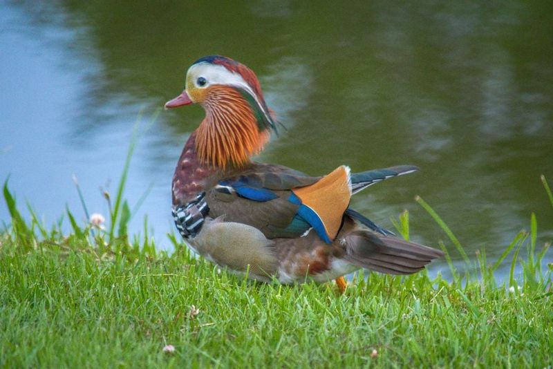 Mandarin Duck