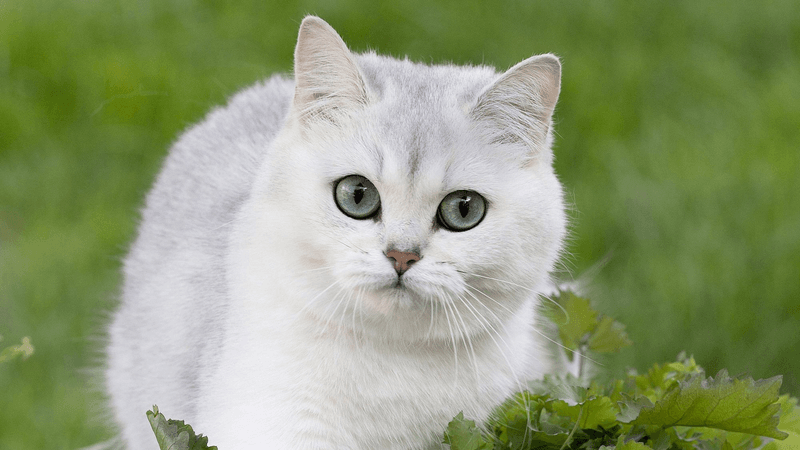Low-Maintenance Grooming