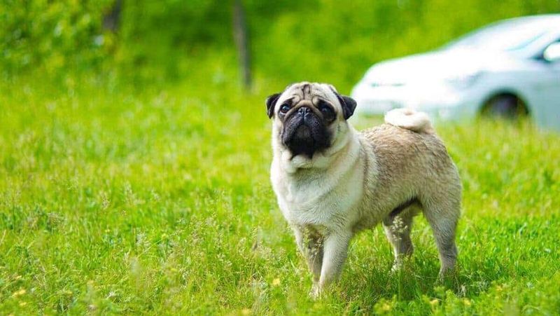 Easy-To-Train Dogs: Pugs