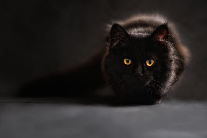 The Charm Of Their Unique Eyes