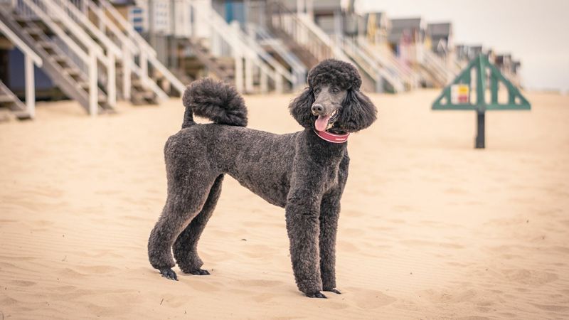 Poodles: The Thinking Senior's Dog