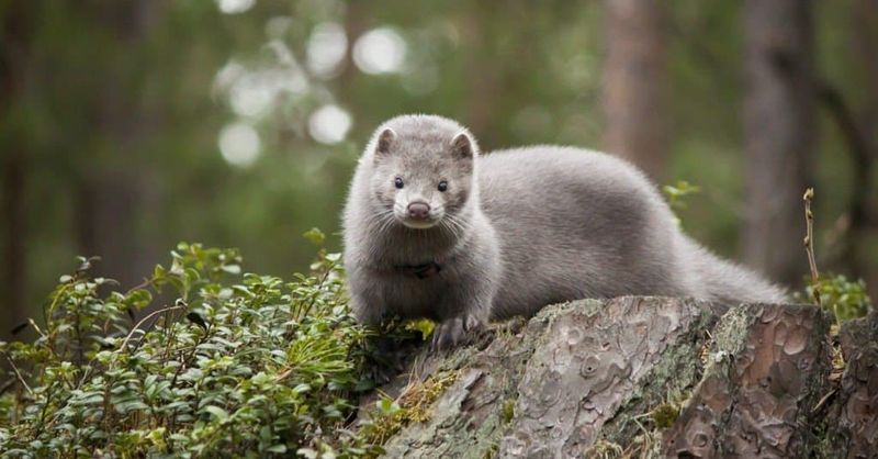 Mink: Luxurious Aquatic Predators