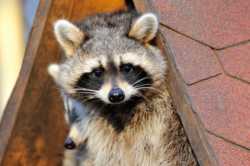 Raccoon