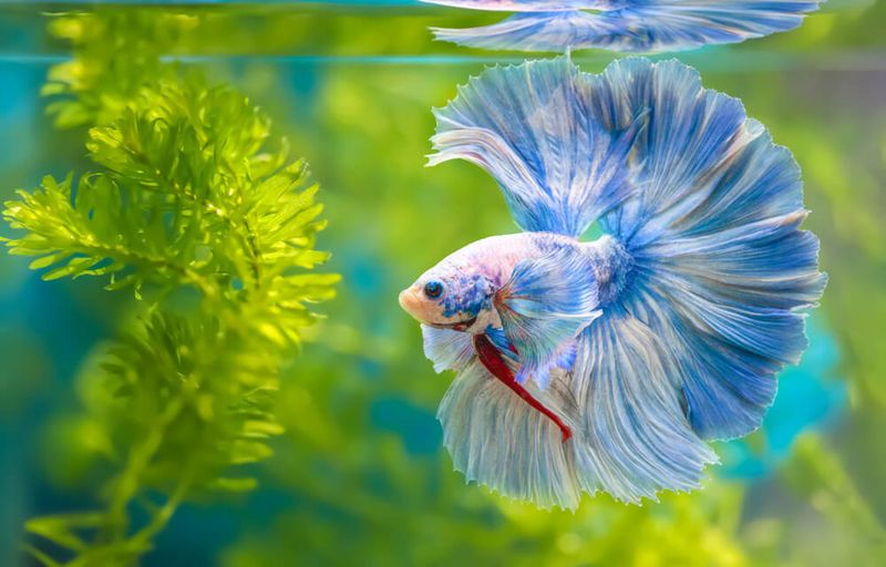 Betta Fish