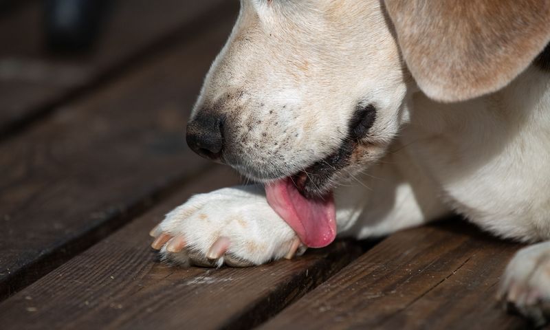 Dog Paw Licking