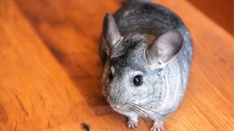 Chinchilla