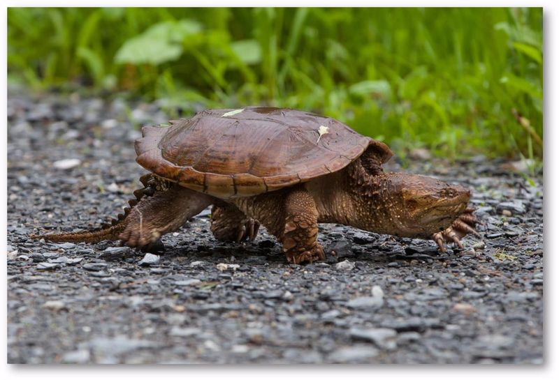 Turtles – Slow-Moving Shell Dwellers