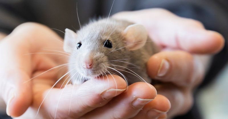 Fancy Rats