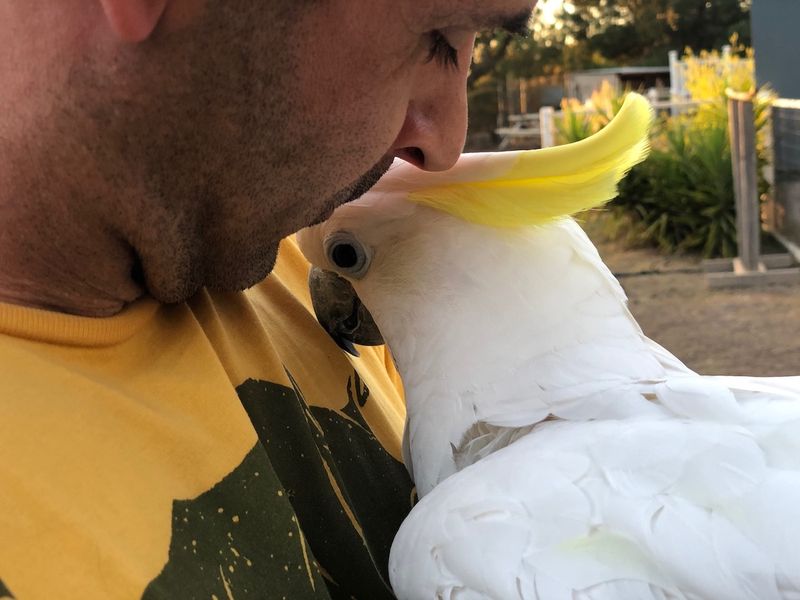 Parrots